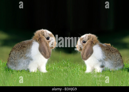 dwarf rabbit, pet Stock Photo