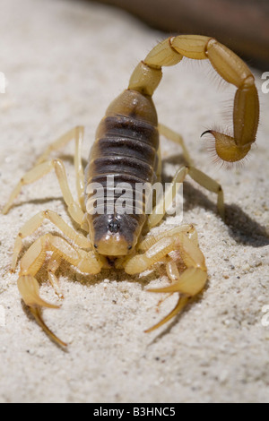 A captive Desert Hairy Scorpion, Hadrurus arizonensis, native to deserts of the southwestern United States and Mexico. Stock Photo