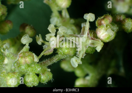 Flowers seeding stinging nettle Urtica dioica some opened after releasing seeds Stock Photo