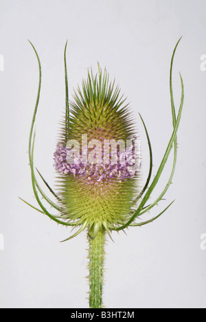 Teasel Dipsacus fullonum with a single whorl of open flowers on spiny flowerhead Teasel Dipsacus fullonum with a single whorl of open flowers on spiny flowerhead