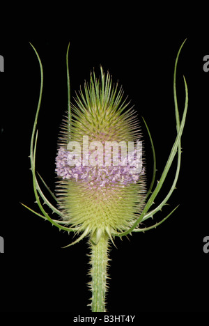 Teasel Dipsacus fullonum with a single whorl of open flowers on spiny flowerhead Teasel Dipsacus fullonum with a single whorl of open flowers on spiny flowerhead