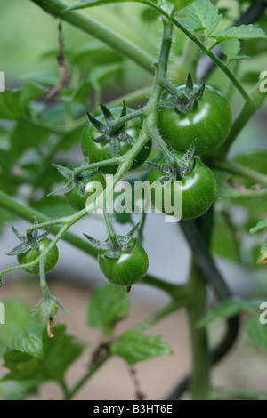 tomato shrub Stock Photo