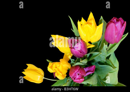 Tulip bunch Stock Photo