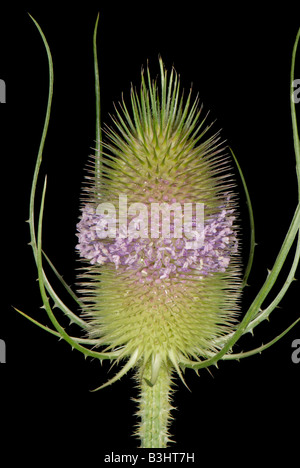 Teasel Dipsacus fullonum with a single whorl of open flowers on spiny flowerhead