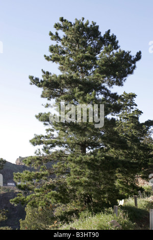 Pinus canariensis, Canary pine Stock Photo