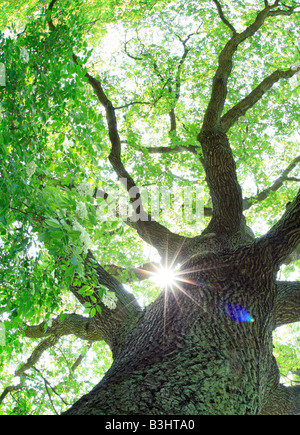 Quercus robur, common oak, pedunculate oak, English oak Stock Photo
