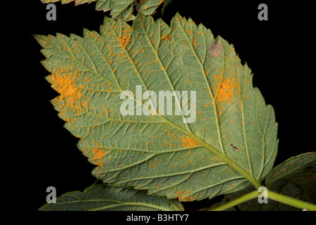 Raspberry rust Phragmidium rubi idaei orange pustules on raspberry leaf lower leaf surface Stock Photo