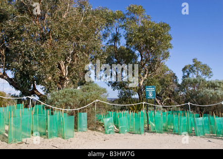 New native plants in seedling protectors planted in an Ecological Restoration Area in Bold Park, Perth, Western Australia Stock Photo