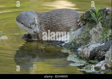 European Otter (lutra lutra), adult captive, Zuerich, Switzerland Stock Photo