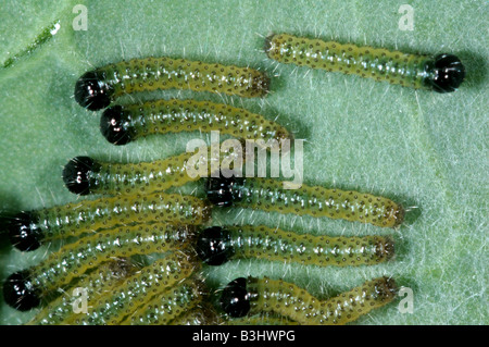 Early instar caterpillars of a large white butterfly Pieris brassicae on a cabbage leaf Stock Photo