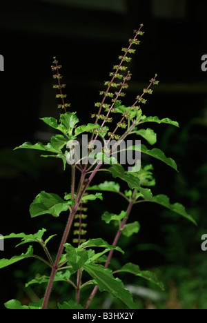 plant Tulsi or Holy Basil Ocimum sanctum Tulsi Tulasi or Holy basil has both medicinal and spiritual importance in India Stock Photo