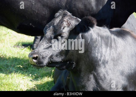 cow with flies Stock Photo