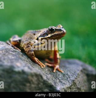 Common Frog, Rana Temporaria. Stock Photo