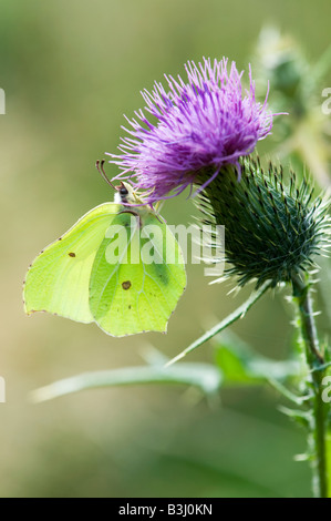 Gonepteryx rhamni. Brimstone butterfly feeding on a thistle. UK Stock Photo