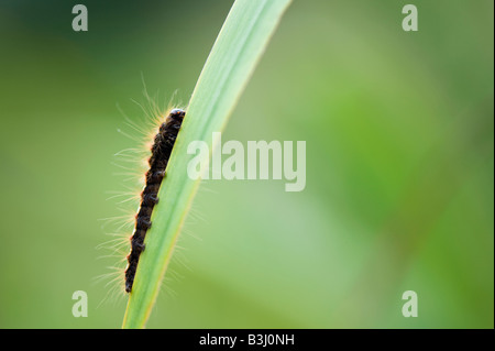 Acronicta rumicis. Knot grass moth caterpillar Stock Photo