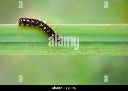 Acronicta rumicis. Knot grass moth caterpillar Stock Photo