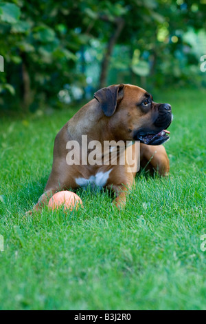 Profile portrait of female Boxer with ball dog laying on the grass waiting for someone to have fun with Focus on eyes Stock Photo