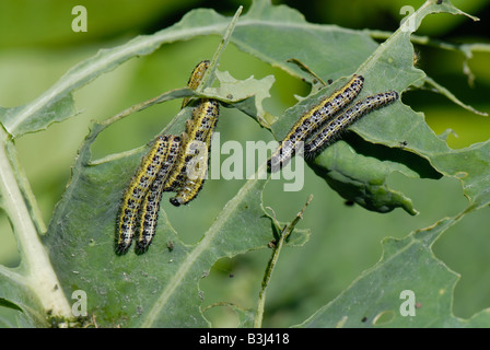Caterpillars of a large white butterfly Pieris brassicae on severely damaged cabbage leaf Stock Photo