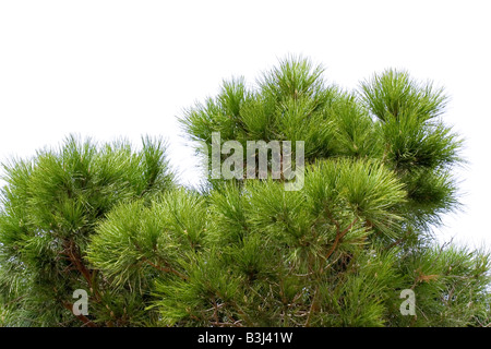 part of a stone pine - French Riviera Stock Photo
