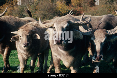 Herd of Asian water buffalo Bubalus arnee bubalis Stock Photo