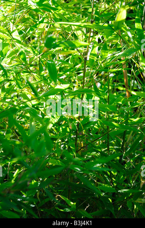 Bamboo grove Stock Photo