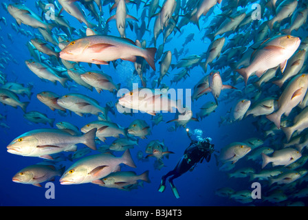 Scubadiver observing a scholl of dogtooth snappers matting around Ras Mohammed. Stock Photo