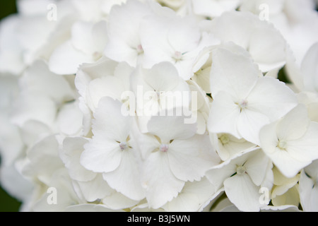 White Hydrangea flowers Stock Photo