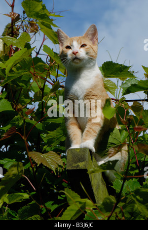 A kitten standing on a wooden pergola among vine foliage watching Stock Photo