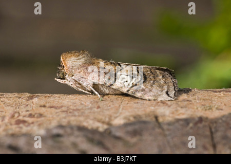 Poplar Kitten Moth Furcula Bifida on log in woodland lancashire. Stock Photo