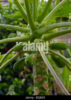 papaya tree with flowers and papaya fruit on tree Stock Photo