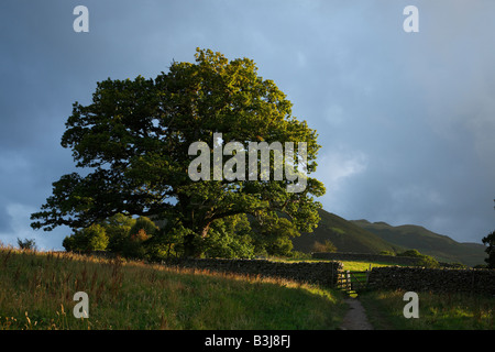 Oak Tree by dry stone wall lit by sunshine after a summer shower Stock Photo