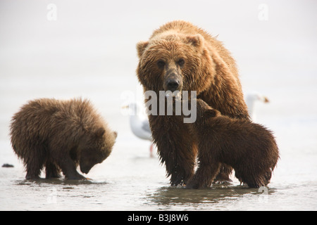 A Grizzly Bear sow with cubs Lake Clark National Park Alaska Stock Photo