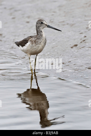 GREENSHANK Tringa nebularia fishing in salt marsh creek. French: Chevalier aboyeur German: Grünschenkel Spanish: Archibebe claro Stock Photo