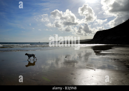 Dog on sandy beach in Cornwall Stock Photo