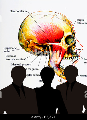 medical students studying computer generated human skull illustration Stock Photo