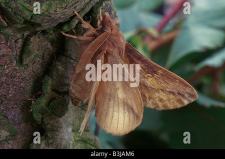 The Drinker moth Euthrix potatoria on the side of a tree. Stock Photo