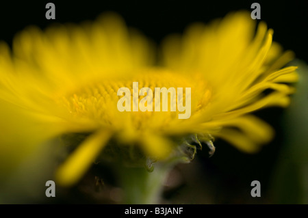 Colt's-foot Tussilago farfara wild flower in a meadow. Stock Photo