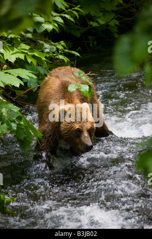 A Brown or Grizzly Bear Chugach National Forest near Seward Alaska Stock Photo