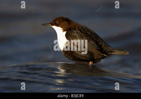 Black bellied Dipper Stock Photo