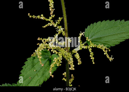 Flowers of stinging nettle Urtica dioica forming in the leaf axis Stock Photo