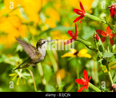 A ruby throated hummingbird feeds from Royal catchfly (silene regia) plant.