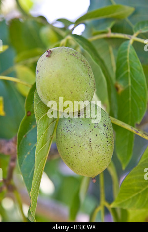 biological, biologic walnut, walnut tree tree branch green brown wood leaf leaves to pick up to gather, to pick up August Stock Photo