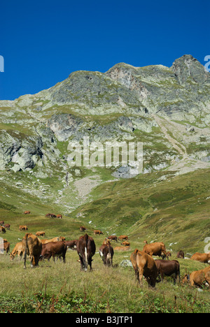 Alpine cows graze in the Vallee des Glaciers along the Tour du Mont Blanc. Stock Photo