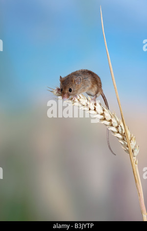 Harvest mouse Micromys minutus on Wheat Potton Bedfordshire Stock Photo