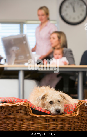 Dog lying in home office with two women and a baby in background Stock Photo