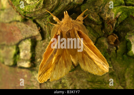 The Drinker moth Euthrix potatoria on the side of a tree. Stock Photo
