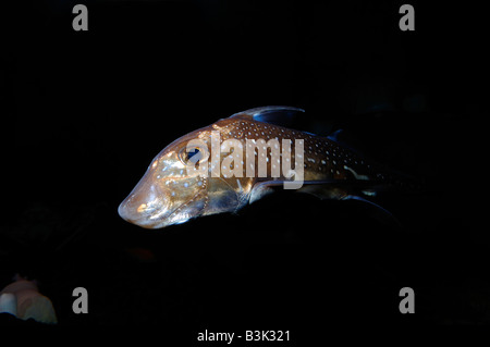 Spotted Ratfish Chimaera (Hydrolagus colliei) Adult male, showing head ...