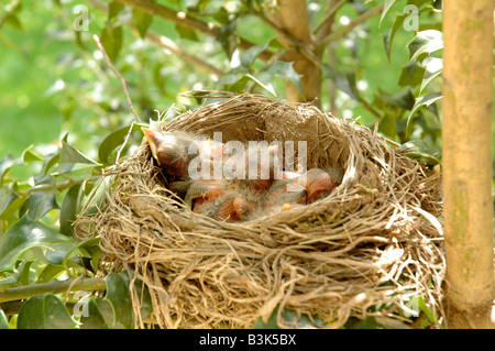 Hatchling baby birds in nest Stock Photo