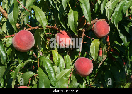 Close view of peaches, orchard,  western Michigan USA Stock Photo