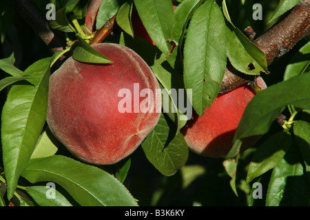 Close view of peach, orchard,  western Michigan USA Stock Photo